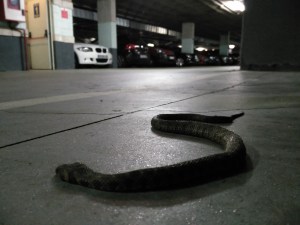 CULEBRA-CENTENARIO17