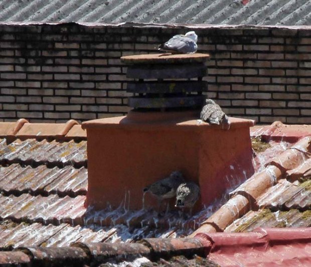 PROBLEMA CON GAVIOTAS VILAGARCIA /