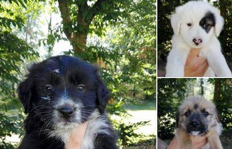 14080023_1126188854105984_5827276205161670135_n